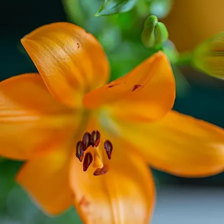 Starówka Apartament Olsztyn (Warmian-Masurian)