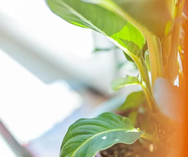 Apartment Starowka Olsztyn (Warmian-Masurian)